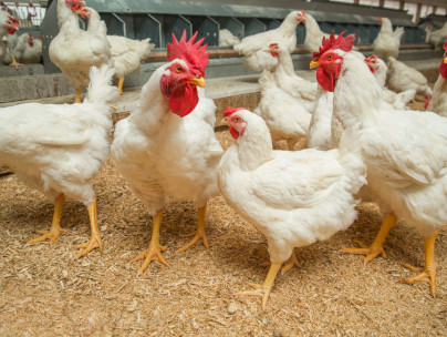 Male female Flock with nests