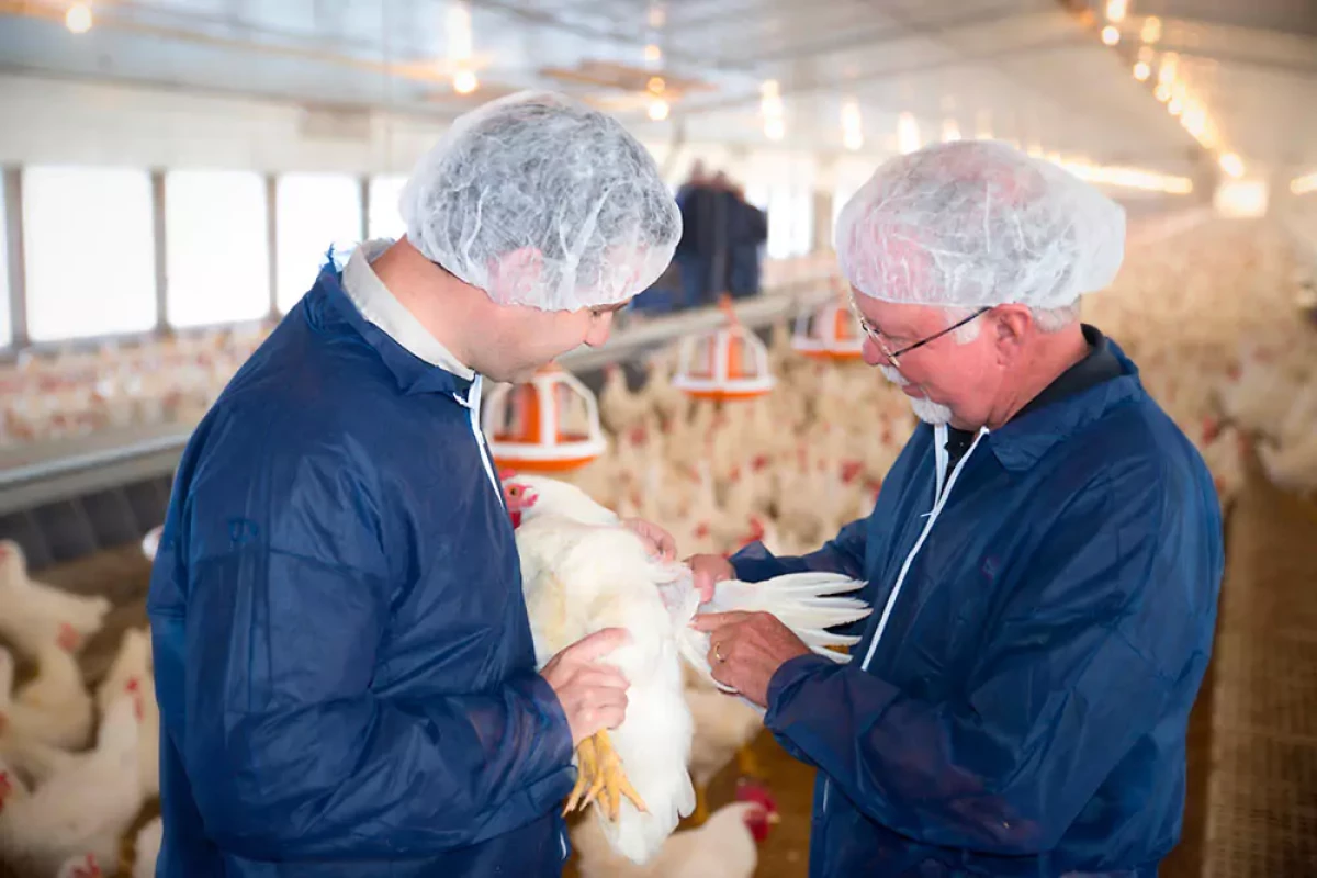 Functional comparison of heterophils isolated from commercial broiler chickens
