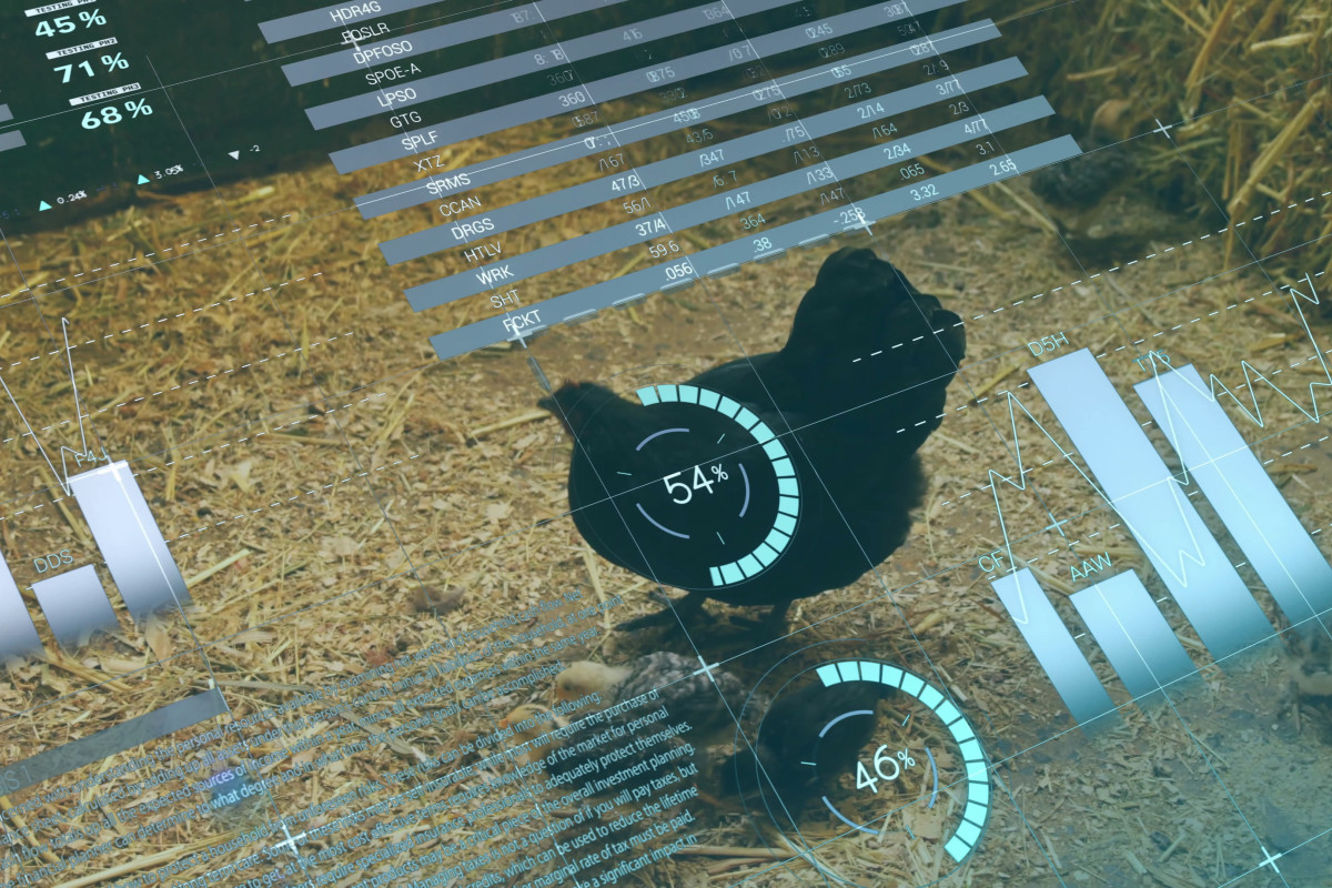 Enhancing consistency and efficiency of tracking multiple individual broiler chickens in group settings