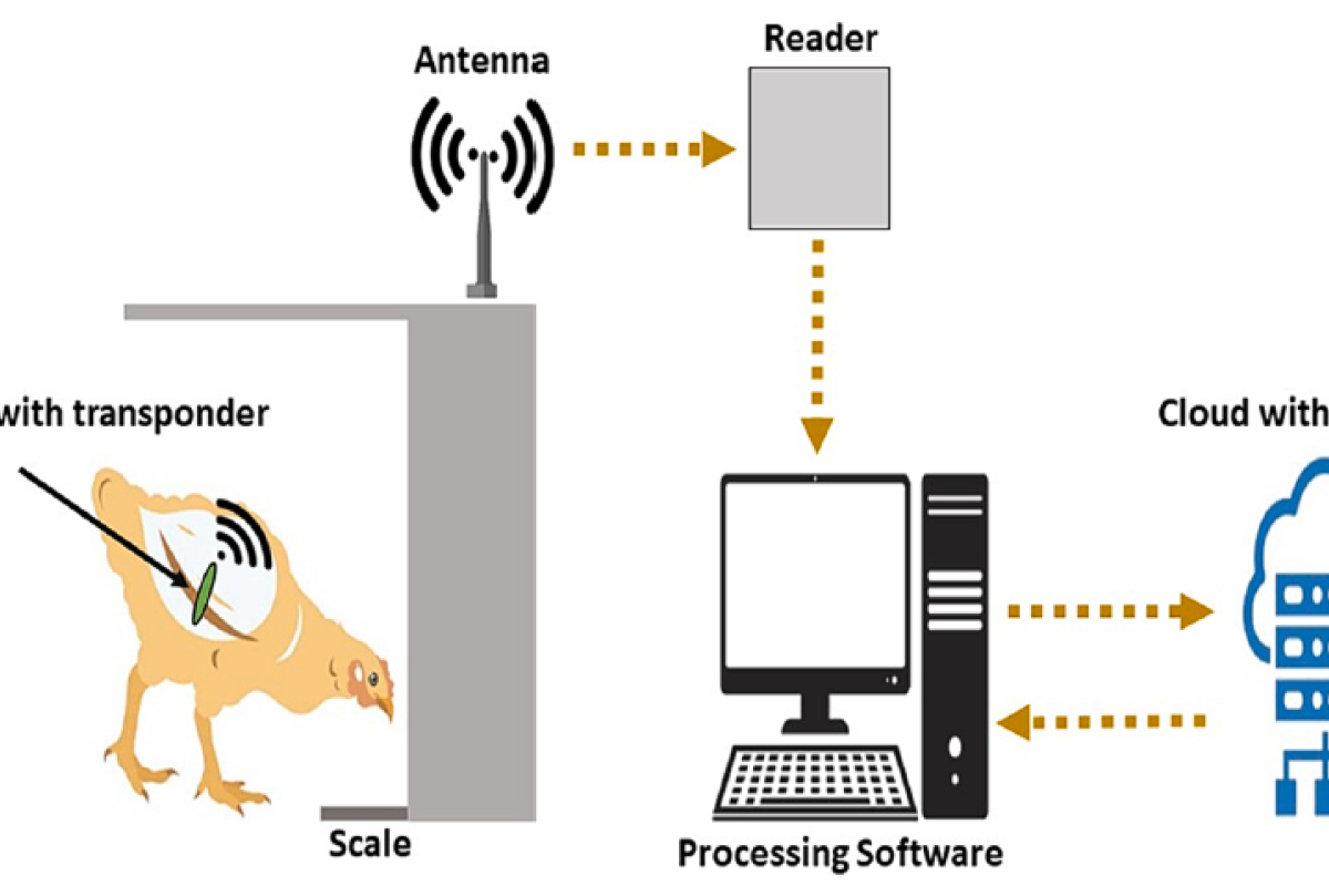 Monitoring mortality events in ﬂoor-raised broilers using machine learning algorithms trained with feeding behavior time-series data 