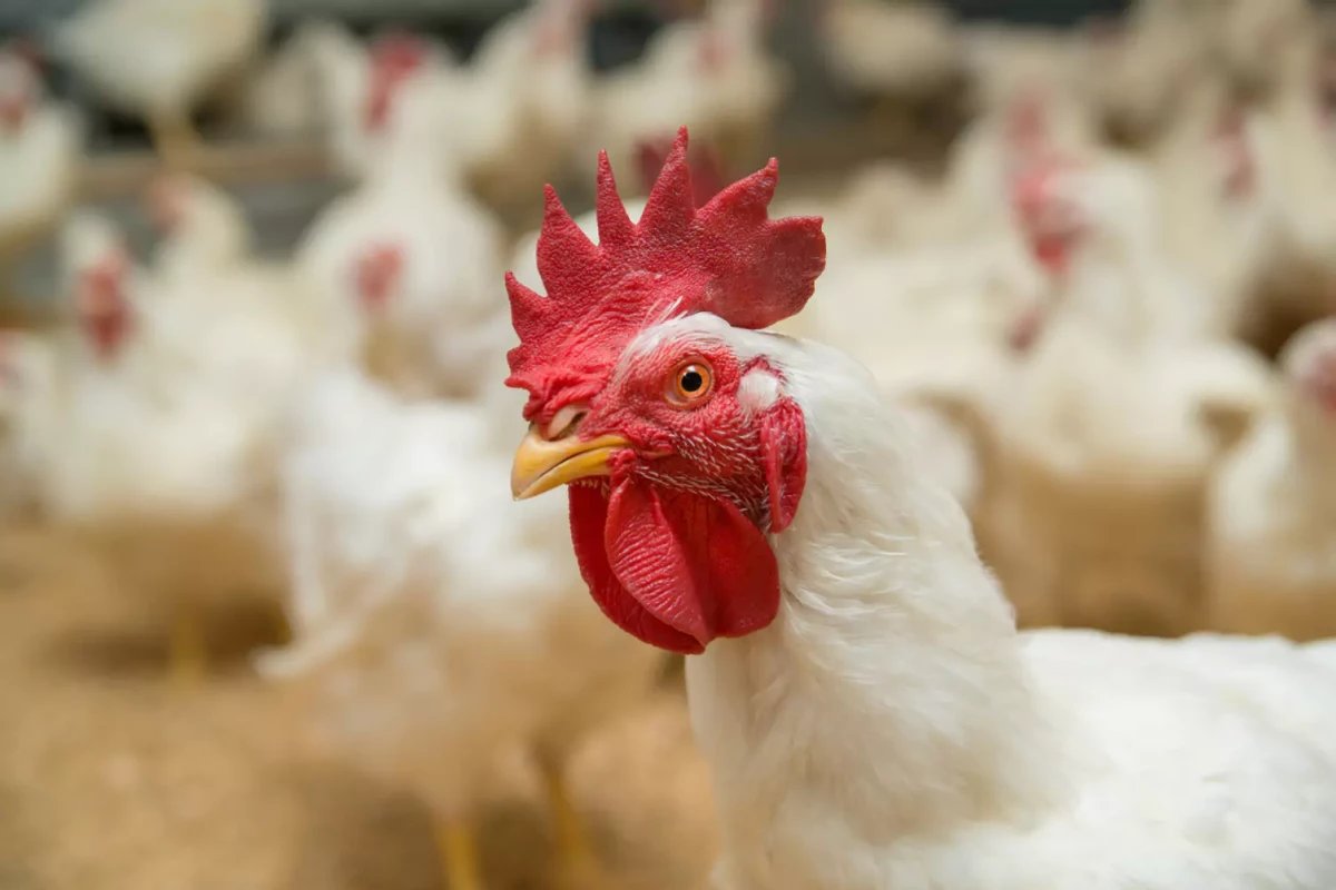 Association of Mitochondrial Function with Feed Efficiency within a Single Genetic Line of Male Broilers