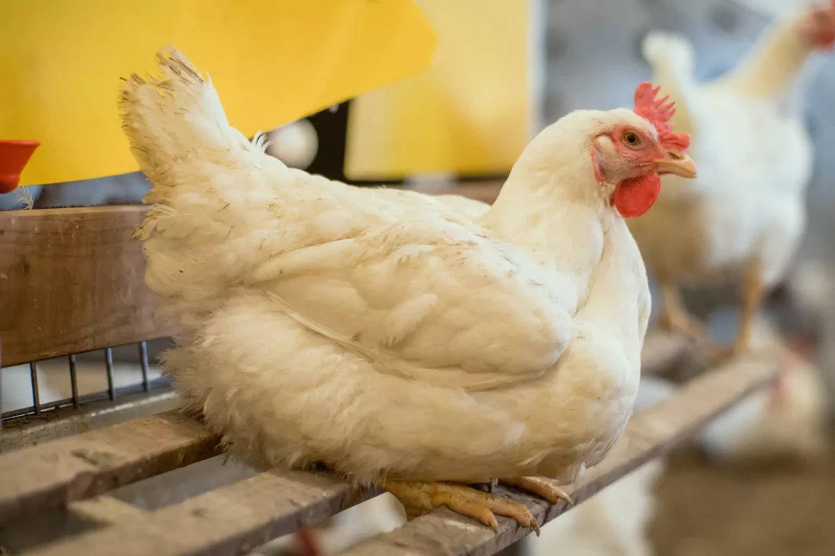 Using random forests to identify SNP associated leg defect in broiler chicken. 