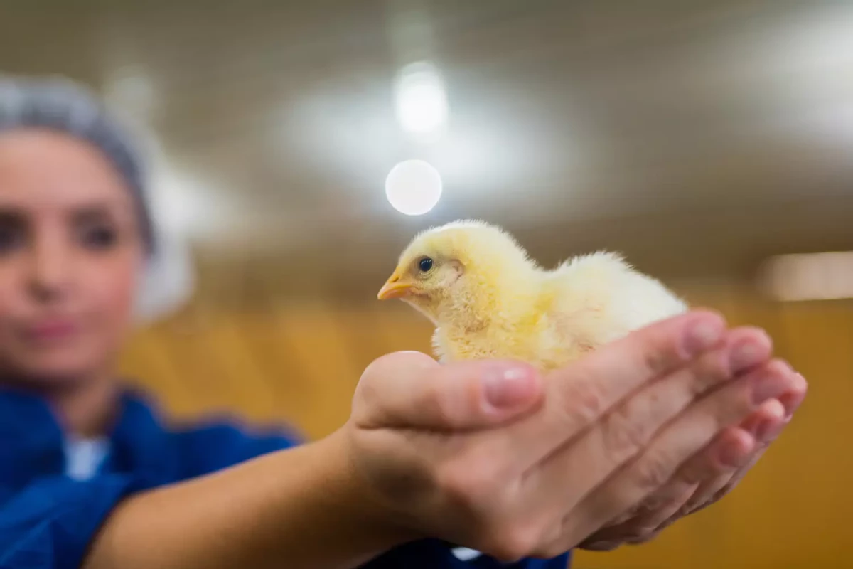 Association between in vitro heterophil function and the feathering gene in commercial broiler chickens