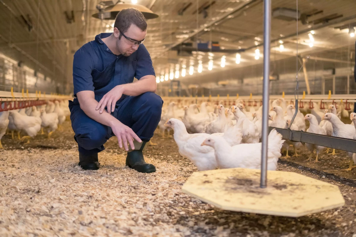 A study of association between genetic markers in candidate genes and reproductive traits in one generation of a commercial broiler breeder hen population.