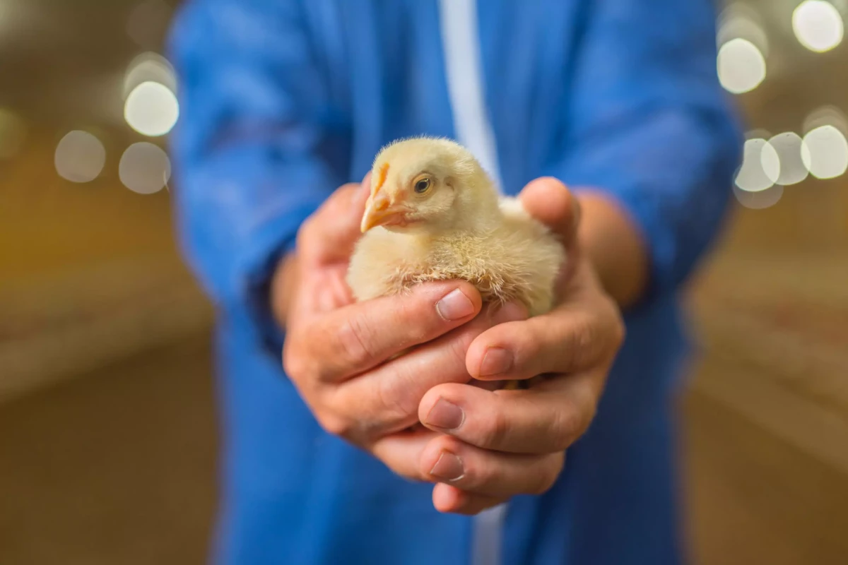 Genomic Regions Associated with Dermal Hyperpigmentation, Polydactyly and Other Morphological Traits in the Silkie Chicken