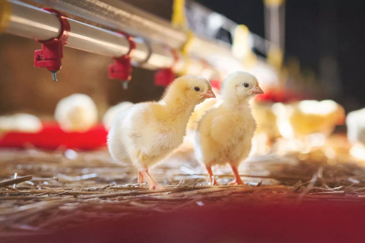 Kinetic examination of femoral bone modeling in broilers