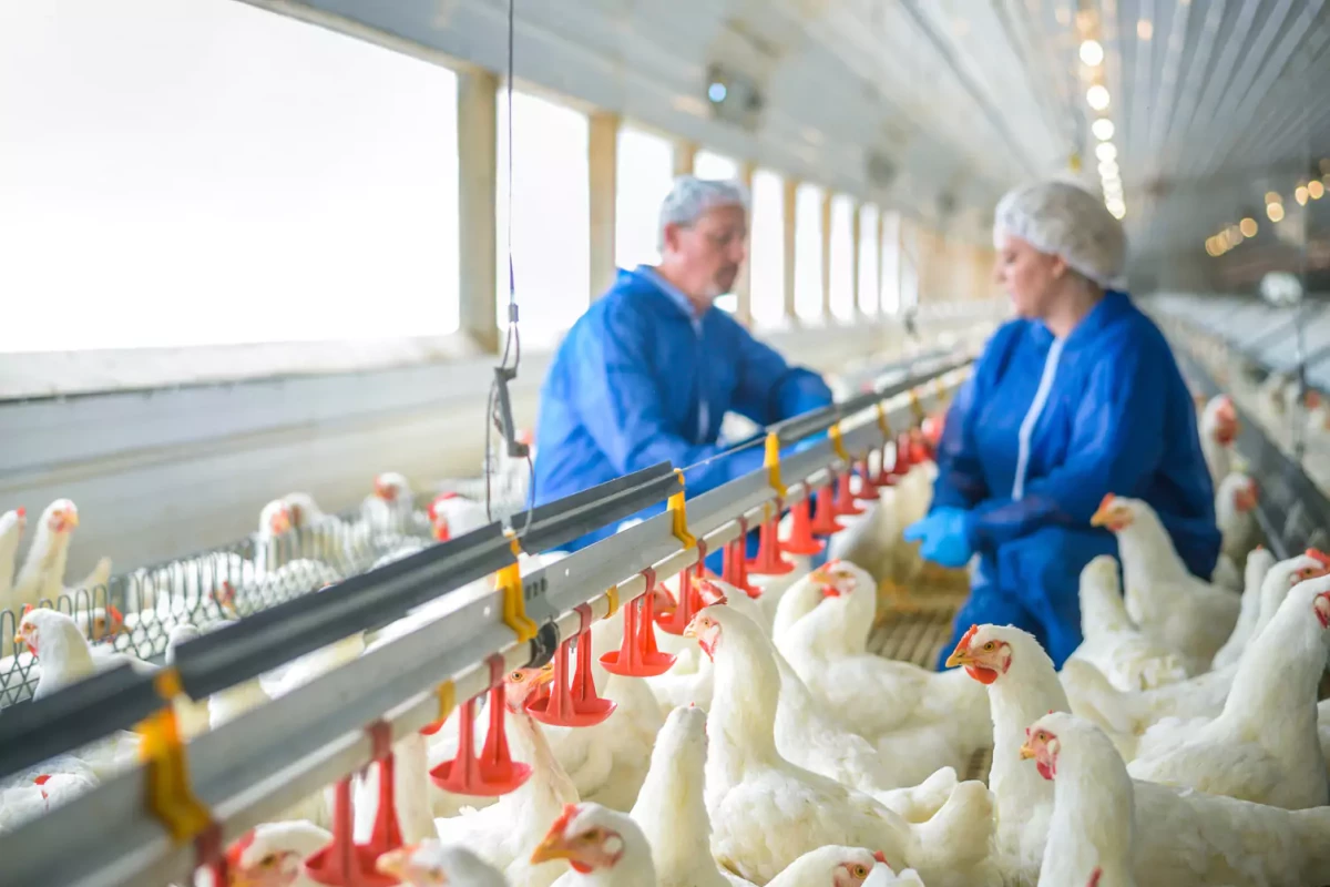 Accuracy of estimated breeding values with genomic information on males, females, or both: an example on broiler chicken.