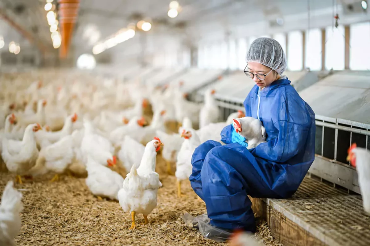 Selection for pro-inflammatory mediators produces chickens more resistant to Eimeria tenella