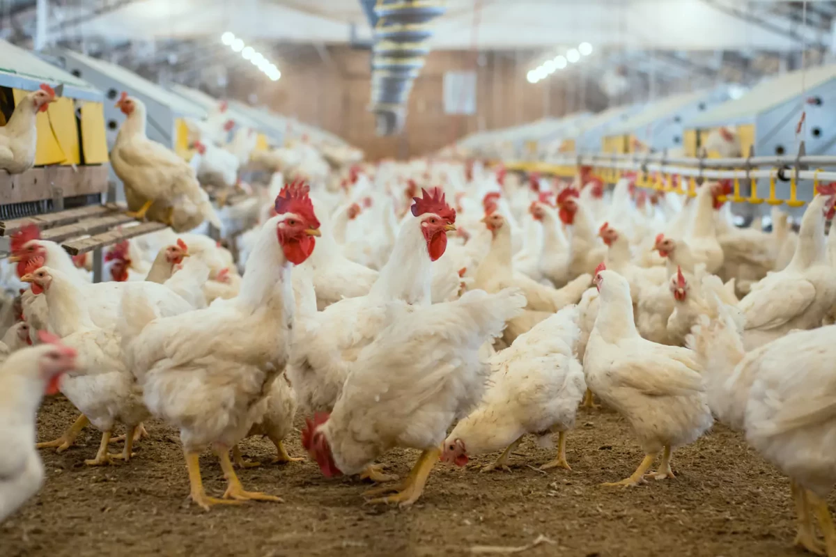 Relationships between fertility and some parameters in male broiler breeders (body and testicular weight, histology and immunohistochemistry of testes, spermatogenesis and hormonal levels). 