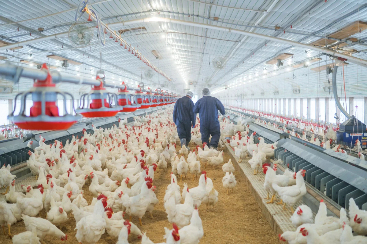 Evaluating the Response of Cobb MV × Cobb 500 Broilers to Varying Amino Acid Density Regimens for a Small Bird Program